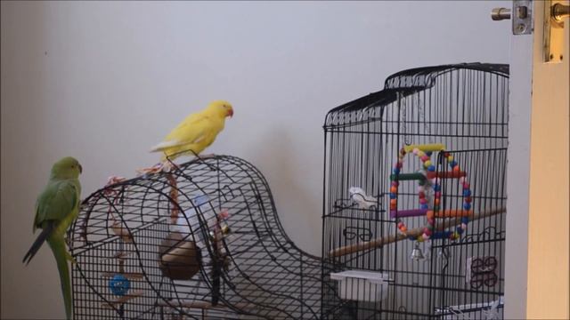 Утрo моих попугаев! ожереловые попугаи и волнистики! Ring neck parrot смотреть онлайн