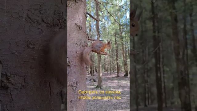 Белки любят орехи смотреть онлайн