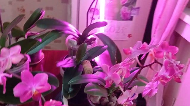 9.12.2023 Новая орхидея. Парфюмерная фабрика орхидея. Погода за окном. ❄❄❄❄🌨🌨🌨 смотреть онлайн