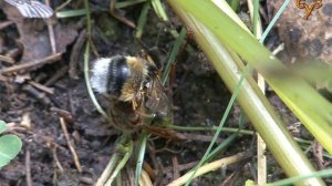 Elk Island: Hornet eats a Bumble-Bee / Лосиный остров: Шершень ест шмеля