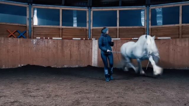 Тинкер Титан • Работа на свободе • Natural horsemanship смотреть онлайн