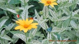 Гелиопсис обыкновенный Лорэйн Саншайн ? обзор: как сажать, саженцы гелиопсисы Лорэйн Саншайн