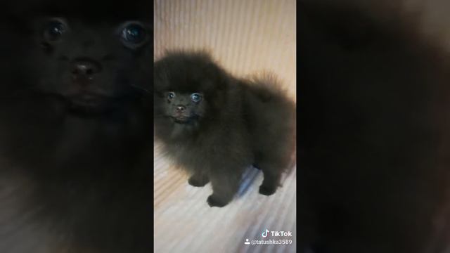 Коричневый шпиц