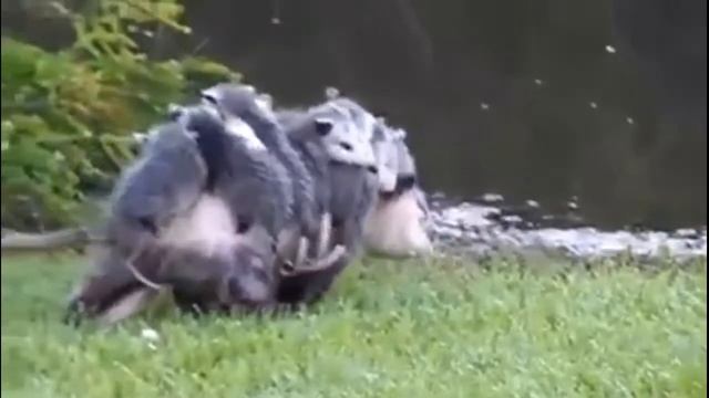 Смешные оппосумы funny possum смотреть онлайн