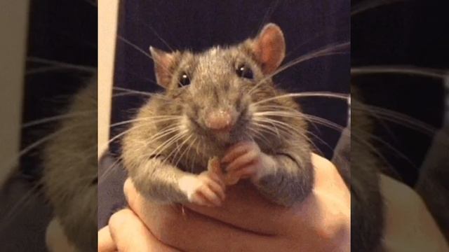 Звуки, писк мышей