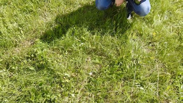 Лягушка, лучшее средство от тараканов. смотреть онлайн