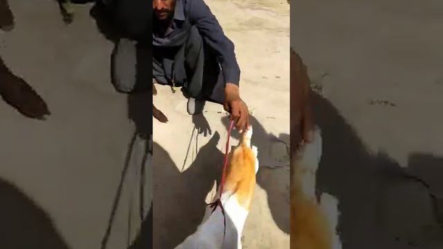 Desi Bakri for sale with kids #Tando Adam Breed смотреть онлайн