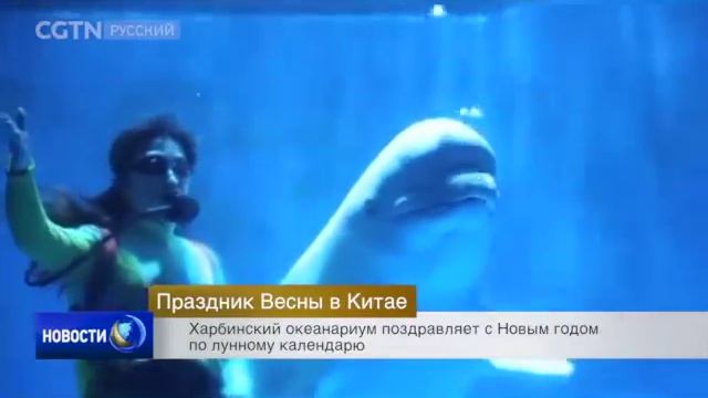 #праздниквесны Харбинский океанариум поздравляет с Новым годом по лунному календарю смотреть онлайн