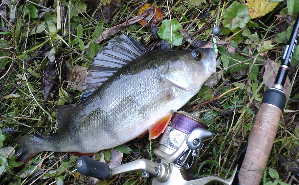 Окунь спиннингом на _ Ижевского червя_- ИЖ50. смотреть онлайн