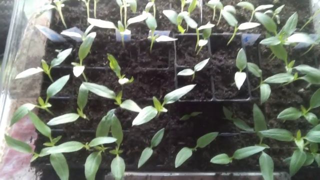 Рассада перцев и баклажан через 21 день после посева смотреть онлайн