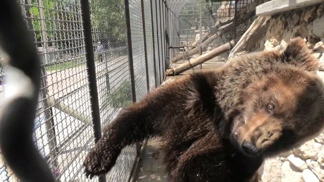 Продолжение - Степашка показывает трюки))) Бахчисарайский зоопарк. Крым. смотреть онлайн