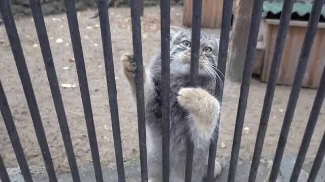 В новом вольере появился четвертый котенок манулов. 10.10.2022 смотреть онлайн