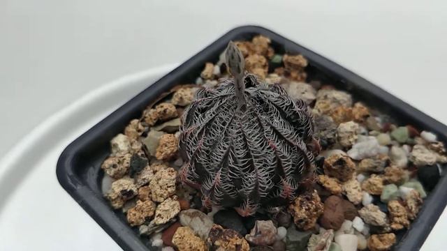 HAWORTHIA GIGA-3 GIGAS X LEIGHTONII Succulent