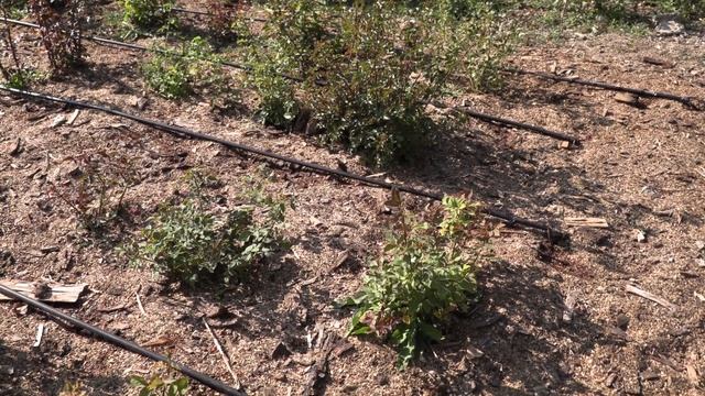 Осенние работы  в розарии, осенняя подкормка для роз, Питомник роз Полины Козловой Rozarium.biz