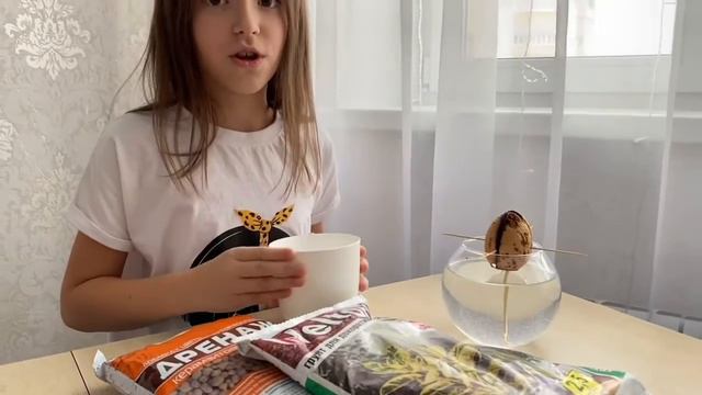 Как вырастить АВОКАДО 🌱 из косточки в домашних условиях смотреть онлайн