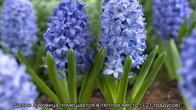 Гиацинты: посадка и уход в открытом грунте смотреть онлайн