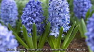 Гиацинты: посадка и уход в открытом грунте