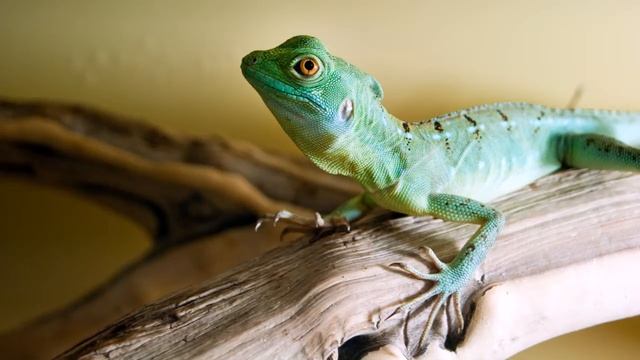 Sony Alpha DSLR A290 Body