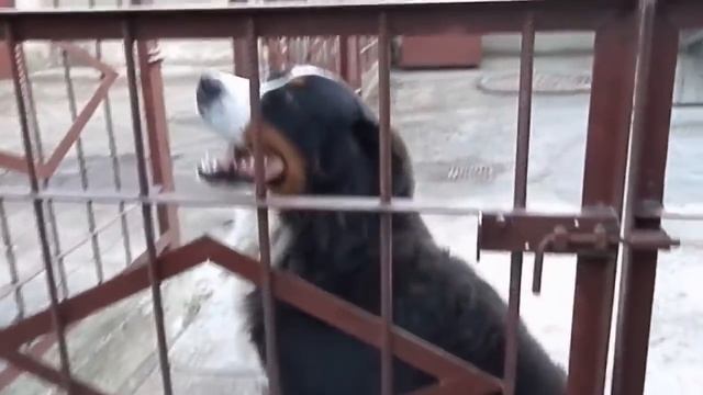 Большой и Добрый Бернский Зенненхунд. Big and kind Bernese Mountain Dog. Одесса. смотреть онлайн