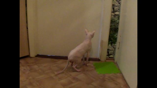 Сфинксы Скрытая камера. Разница поведения кота и кошки. Sphinx hidden camera смотреть онлайн