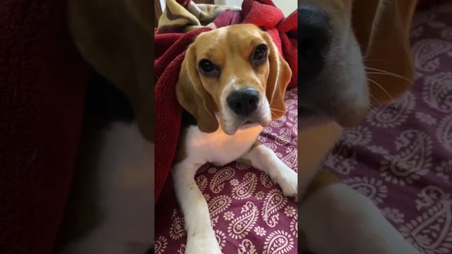 Cute Beagle reacting to her favorite words! смотреть онлайн