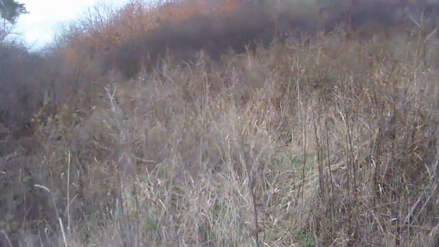 охота с пневматикой мр512,на дрозда
