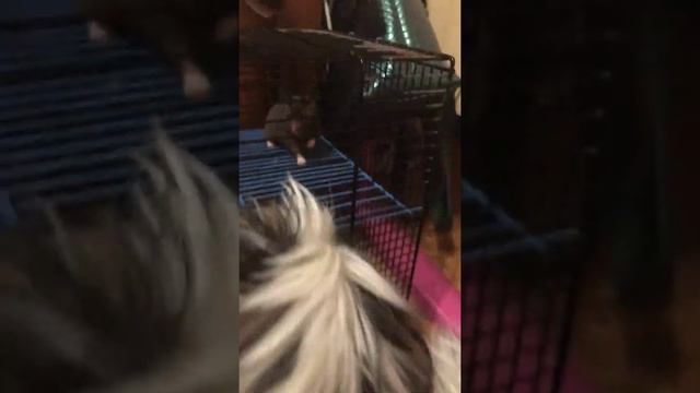 Как подружить хомяка и собаку! смотреть онлайн