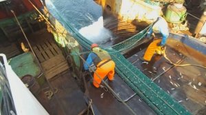 на промысле пикши Баренцево море подъём трала