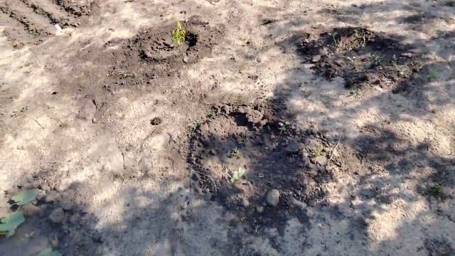 Дел на даче очень много, даже в жару??... смотреть онлайн
