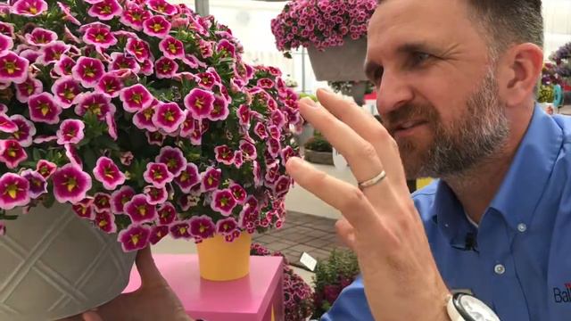 Can-Can Bumble Bee Pink