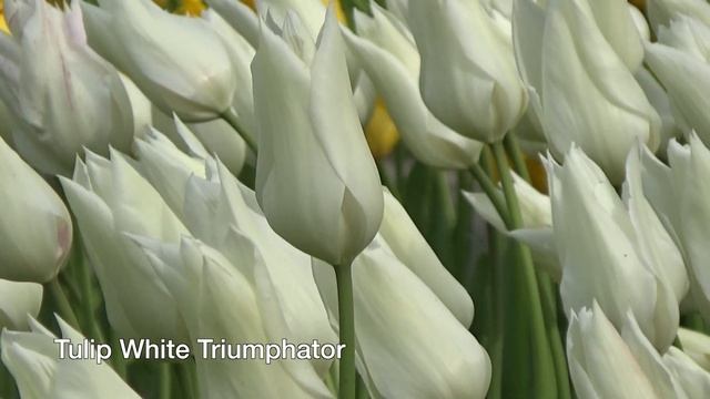 Tulip White Triumphator - Tulip Bulbs From Holland