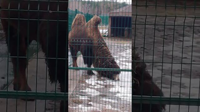 Белгород зоопарк верблюд смотреть онлайн