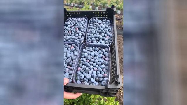 Выращивание голубики высокорослой в условиях Тамбовской области смотреть онлайн