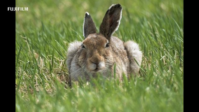X-H2S: Wildlife Photography by Emi Nakamura/ FUJIFILM смотреть онлайн