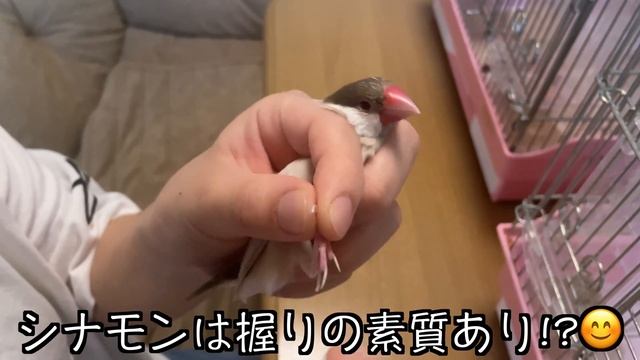 文鳥の爪切り：文鳥飼育日記シーズン2第281回目 смотреть онлайн