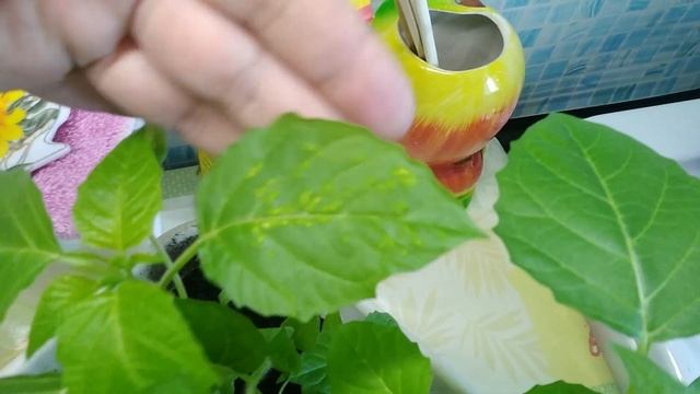 Чудо баклажан смотреть онлайн