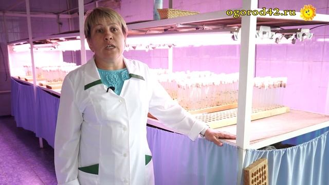 Какой картофель выбирать для посадки?