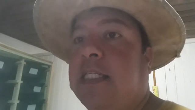 COMO SABER SE OS BESOUROS DO TENÉBRIO ESTÃO NA POSTURA ? смотреть онлайн