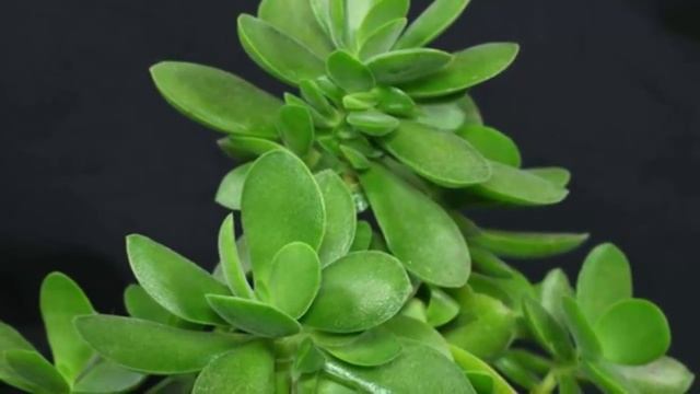 А вы знаете чем ПОЛЕЗНА Толстянка?