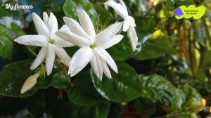 Комнатный жасмин.Уход в домашних условиях.
