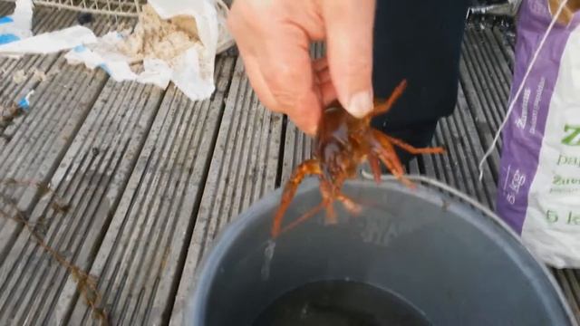 Раки смотреть онлайн