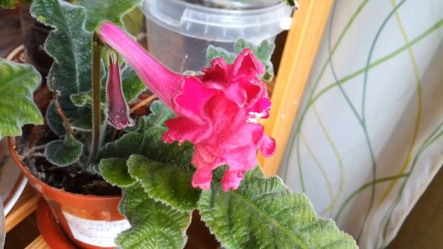 Первое цветение фиалки Амадеус/ Стрептокарпусы, бегония, циссусы смотреть онлайн