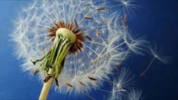 ВДВ Армейская песня Десантники Одуванчики