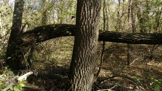 в лесу Новохопёрска