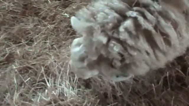 Heart Breakfast Creature Comforts - The Greek Sheep смотреть онлайн