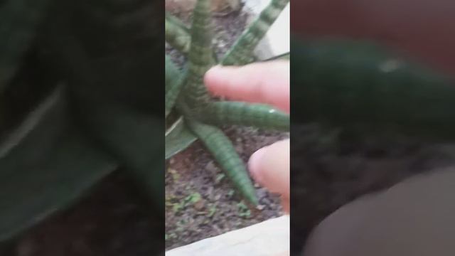 gasteria gracilis смотреть онлайн