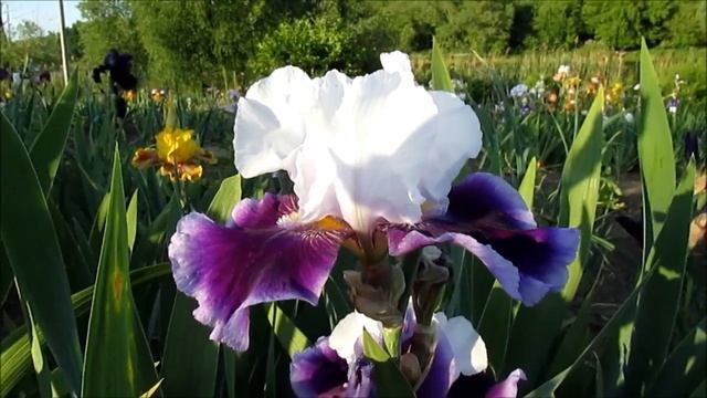 Джой Джой Джой высокий ирис смотреть онлайн