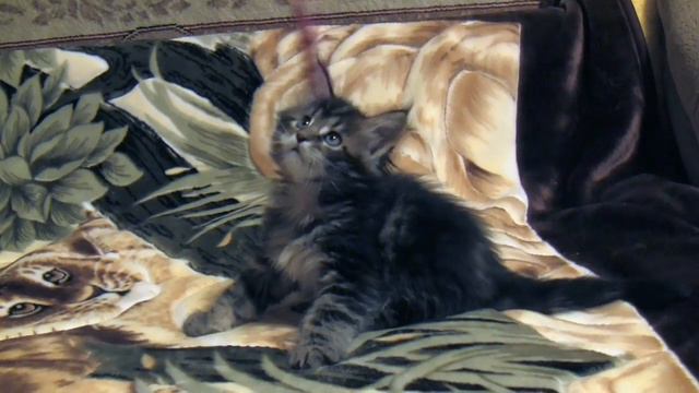 Qiu Oka Coon. 1.5 месяца смотреть онлайн
