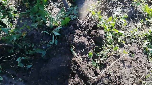 Приехали на огород, что с картошкой? смотреть онлайн
