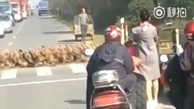 Китай Тысячи уток перешли дорогу по зебре смотреть онлайн